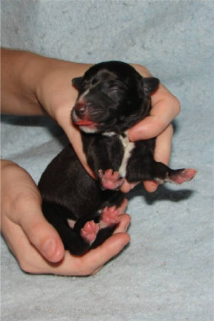 Pup 7, day 1