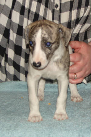O'Dell, 6 wks, front