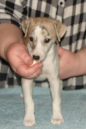 Annabel, 6 wks, front