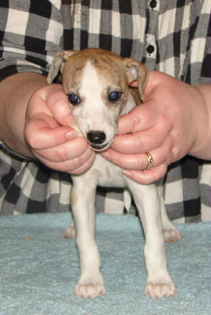 Felicity, 6 wks, front