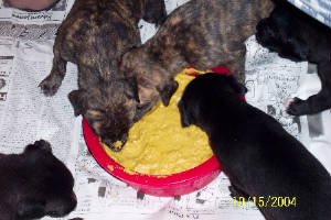 pups eating from dish