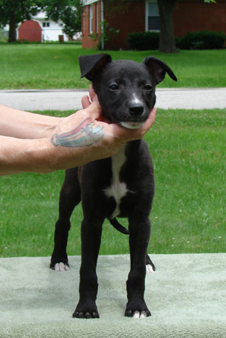 MJ, 8 wks, front