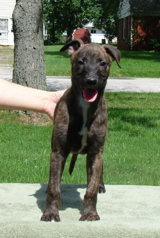 Mario, 8 wks, front