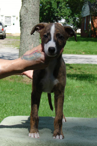 Luigi, 8 wks, front