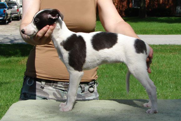 Cowgirl, 8 wks, side