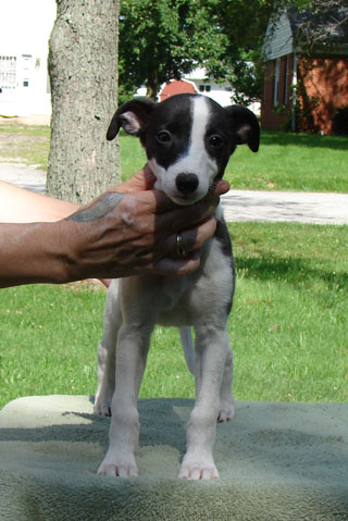 Cowgirl, 8 wks, front