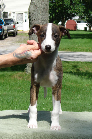 Sophia, 8 wks, front