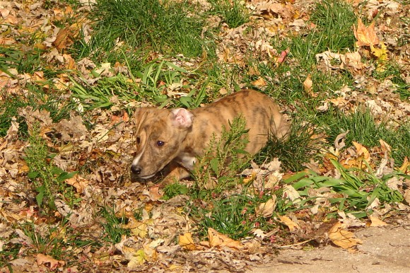 hiding among the fallen leaves