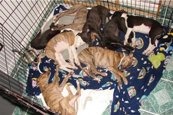 Lovin' my pile of pups