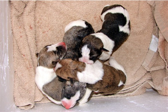 Box of puppies!