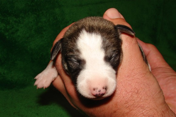 Pup 1, face, 1 wk.