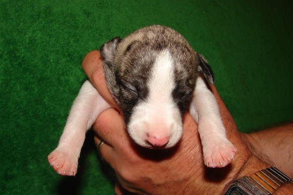 Pup 2, face, 1 wk