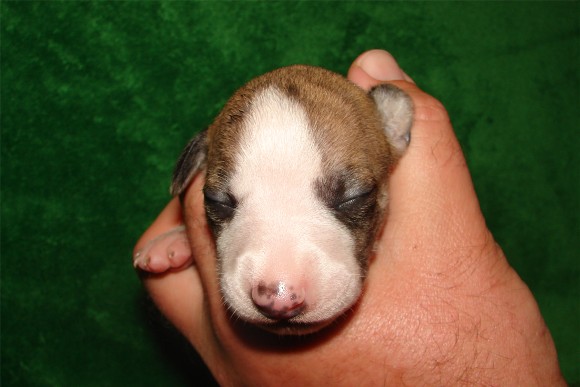 Pup 4, face, 1 wk