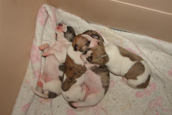 pile of cuties