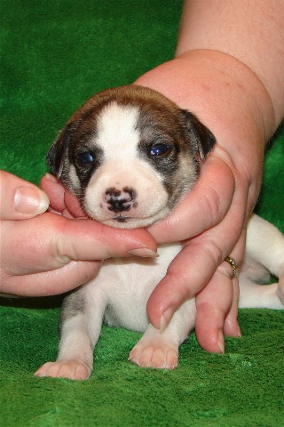 Pup 1, face, 2 wks