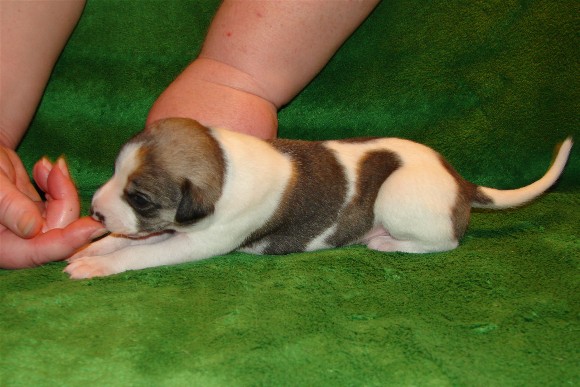 Pup 1, side, 2 wks