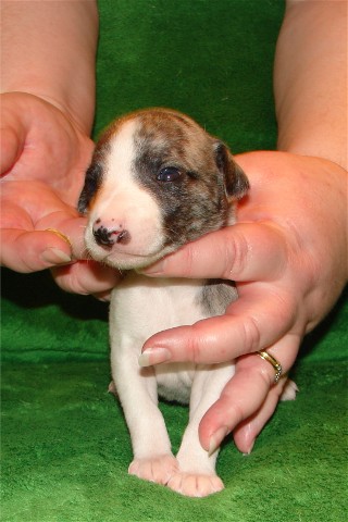 Pup 2, face, 2 wks