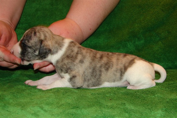 Pup 2, side, 2 wks