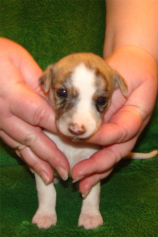 Pup 3, face, 2 wks