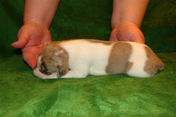 Pup 3, side, 2 wks