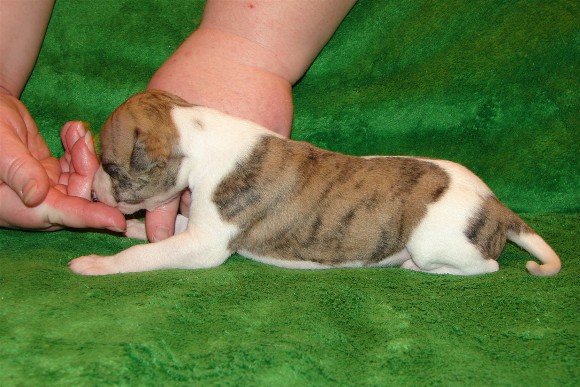 Pup 4, side, 2 wks