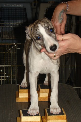 O'Dell, front, 8 wks