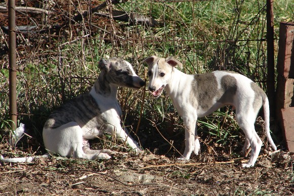 Playful baby boys