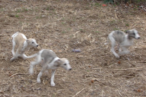 Puppy Zoomies