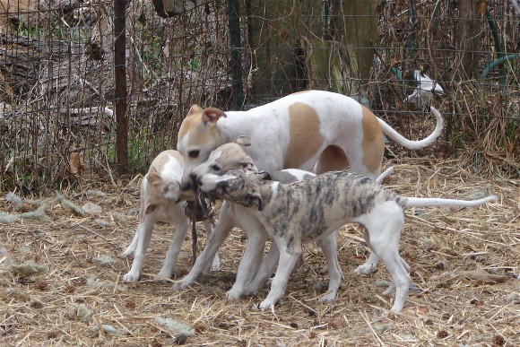 Four whippets vs. one rope toy