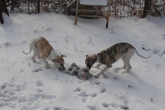 Frozen tug!