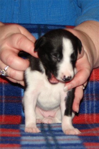 Pup 2, face, 2 wks