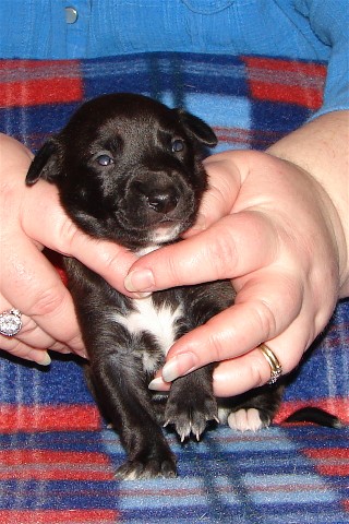 Pup 3, face, 2 wks