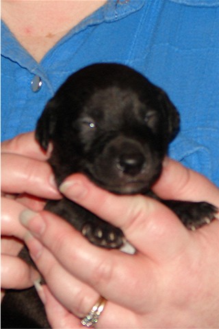 Pup 4, face, 2 wks