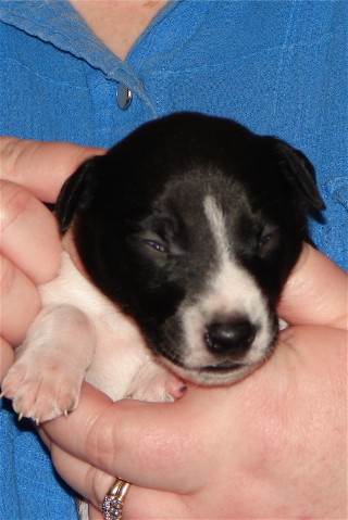 Pup 5, face, 2 wks