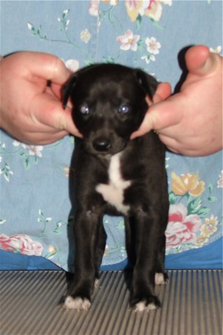 Pup 1, front, 4 wks