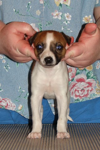 Pup 2, front, 4 wks