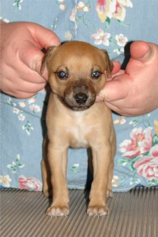 Pup 3, front, 4 wks