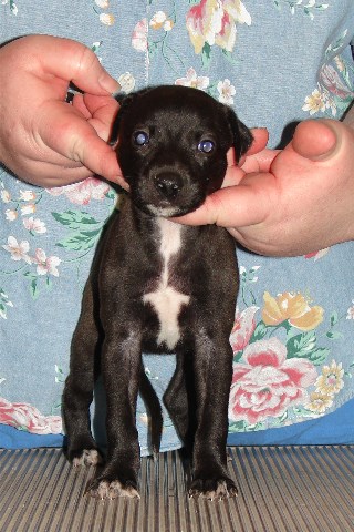Pup 4, front, 4 wks
