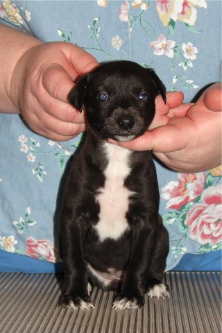 Pup 6, front, 4 wks