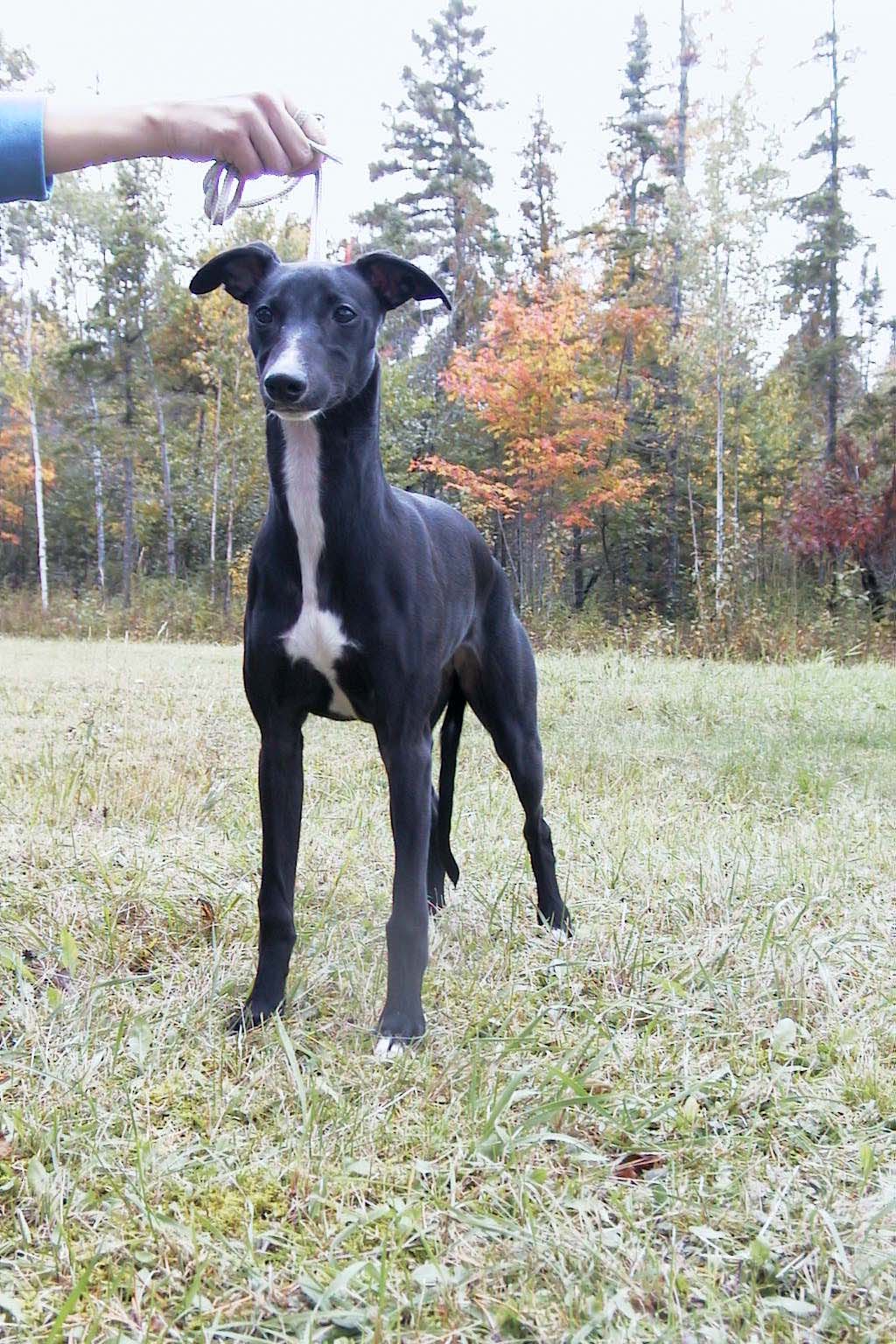 Meadow, 5 mo., front