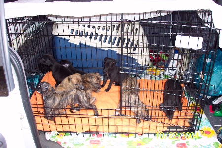 pups in wire crate in our van