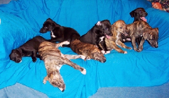 The litter at six weeks