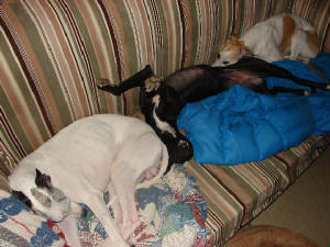 whippets on a couch