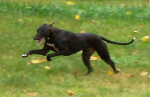 Mazie at nine months, running.