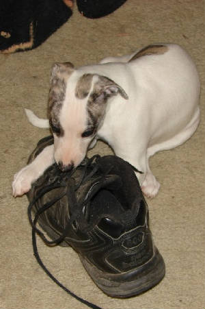 Solo & Dad's old shoe