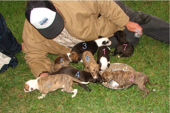 Puppies in grass