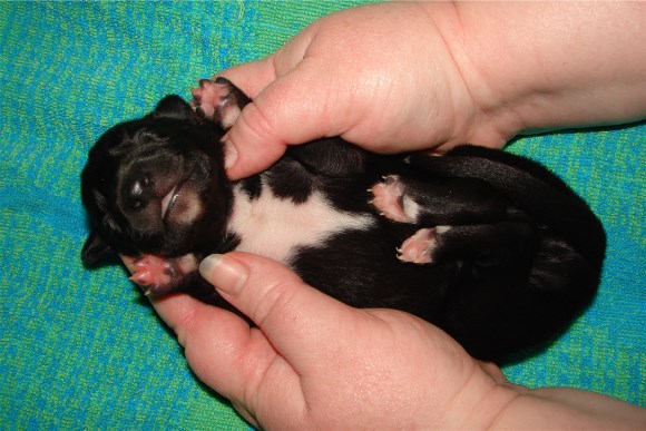 Pup 1, belly, 1 wk.
