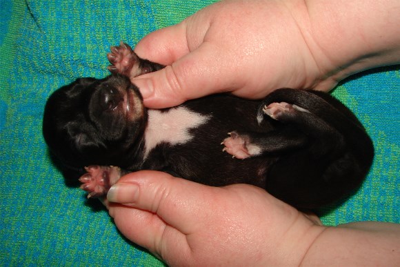 Pup 4, belly, 1 wk.
