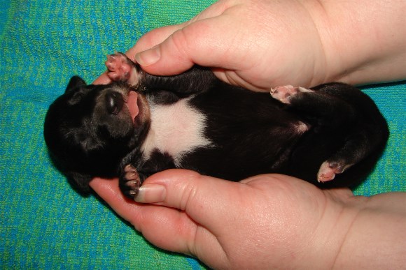 Pup 6, belly, 1 wk.