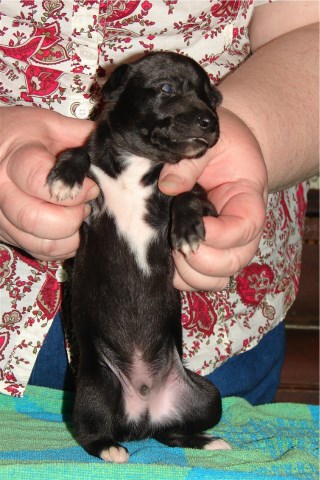 Pup 1, front, 2 wks